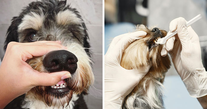 How To Brush Dog Teeth: Explained By A Vet