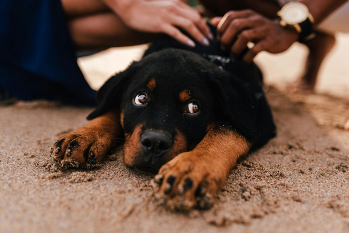 people petting the puppy lying on the sand