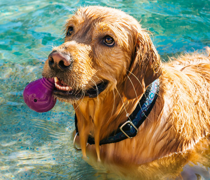 close up view of a dog in a water with the toy in its gum