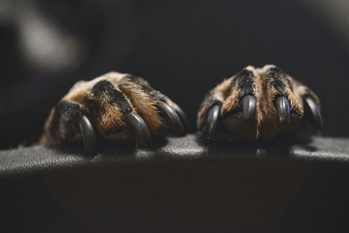 close up view of dog's nails