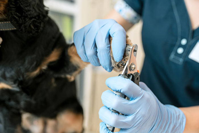 How to Cut Dog Nails Properly Covered By a Vet