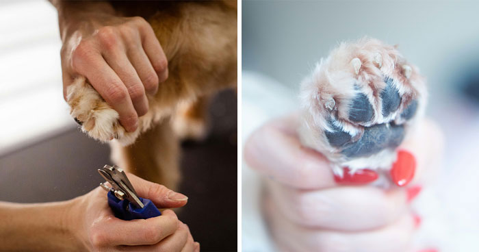 How to Cut Dog Nails Properly Covered By a Vet