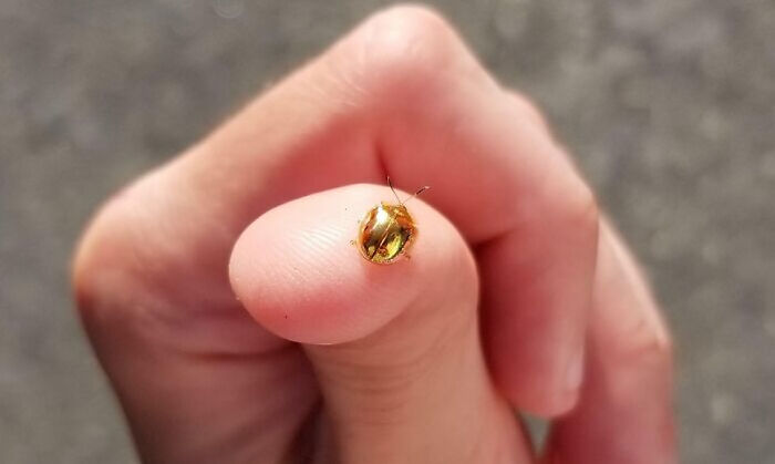 Little Golden Beetle