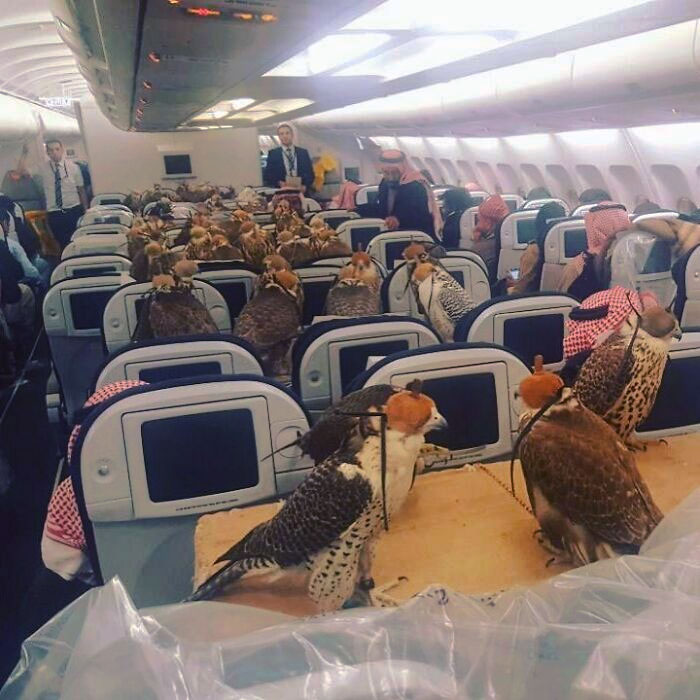 My Captain Friend Sent Me This Photo. Saudi Prince Bought Ticket For His 80 Hawks