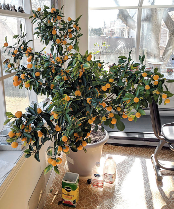 My Grandma's Prized Calamondin Orange Tree, Which I Inherited. She Passed Away Last Week