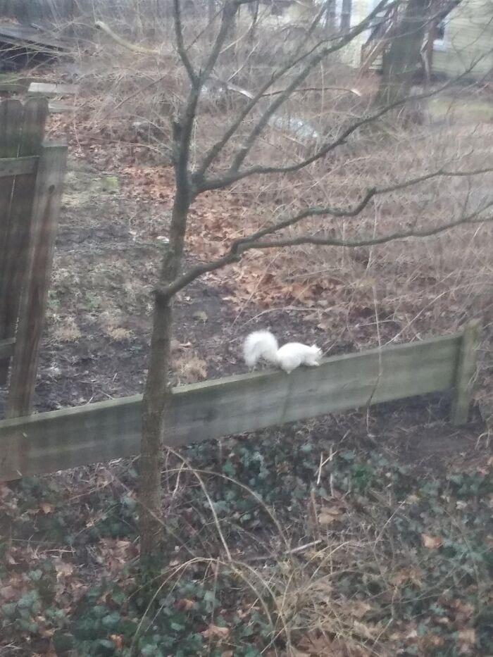 Saw An Albino Squirrel Out My Window