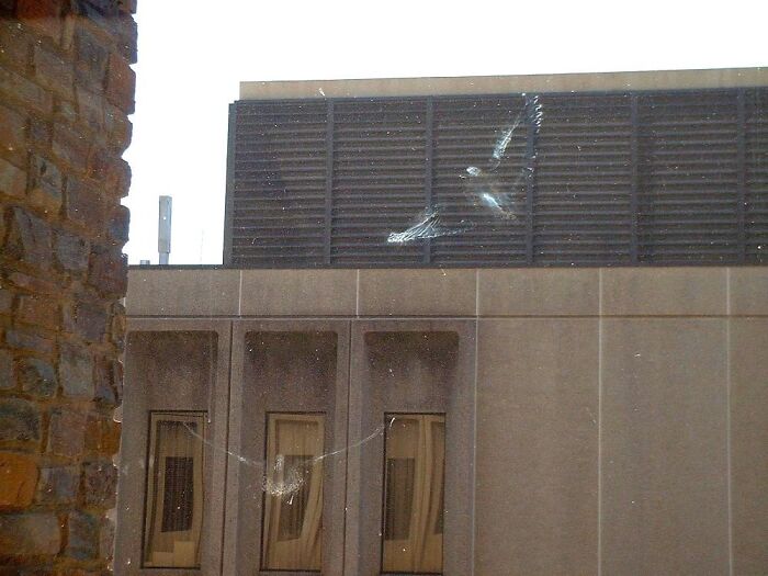Ghostly Imprints Of Pigeons That Flew Into A Window Where I Work