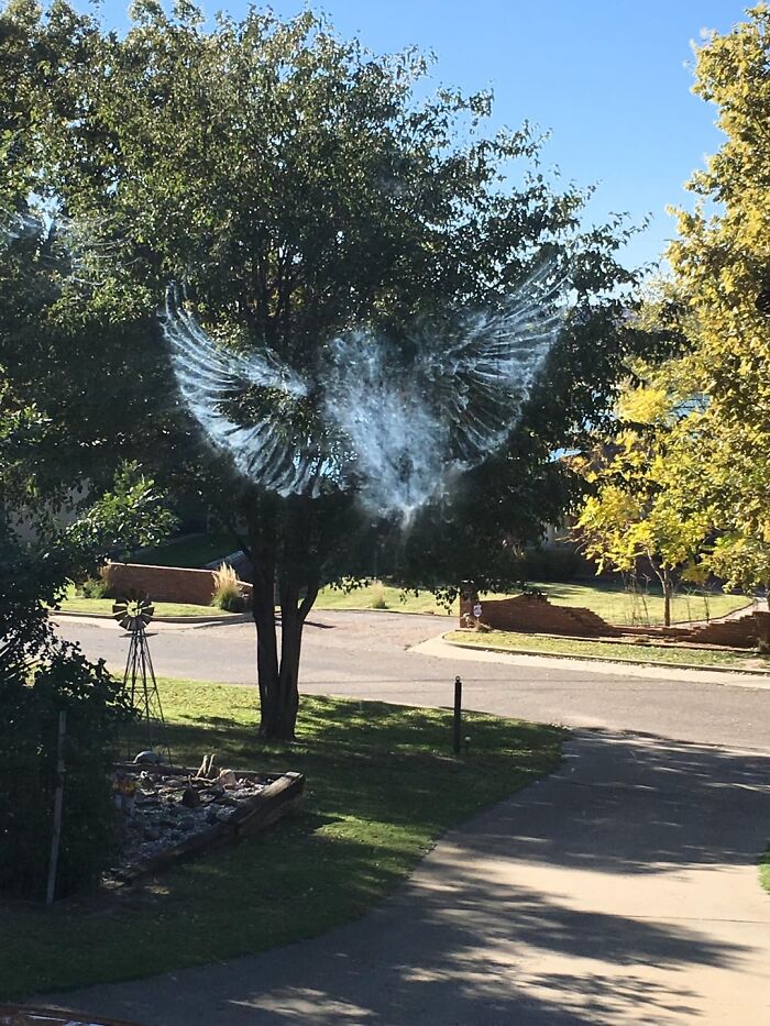 The Imprint A Bird Left On My Kitchen Window This Afternoon