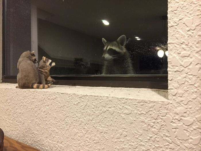 This Racoon Peeping Thru My Dad's Window At His Raccoon Figurines