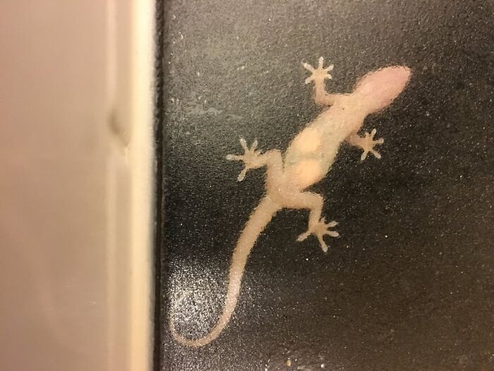 Pregnant Lizard On Bathroom Window