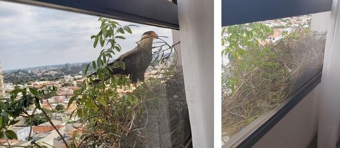 Two Eagles Have Decided To Build A Nest Right Outside My Grandma's Window On The 12th Floor