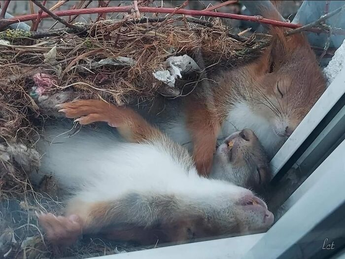 Sleeping Squirrels In Their Nest On Someones Window Ledge