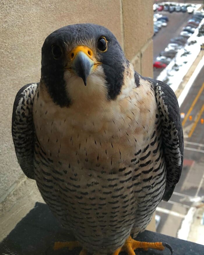 Our Office Building Has A Peregrine Falcon Who Recently Took A Liking To Me And My Office Window