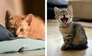 Kitten Constipation: Understanding Causes and Remedies