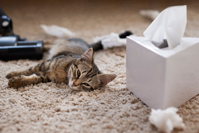 kitten lying on the carpet near a paper towels