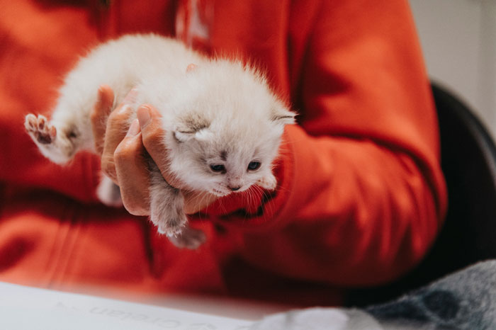 person holding a little kitten in one hand