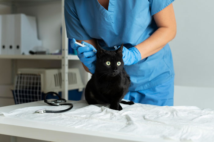 vet make injection to a black cat