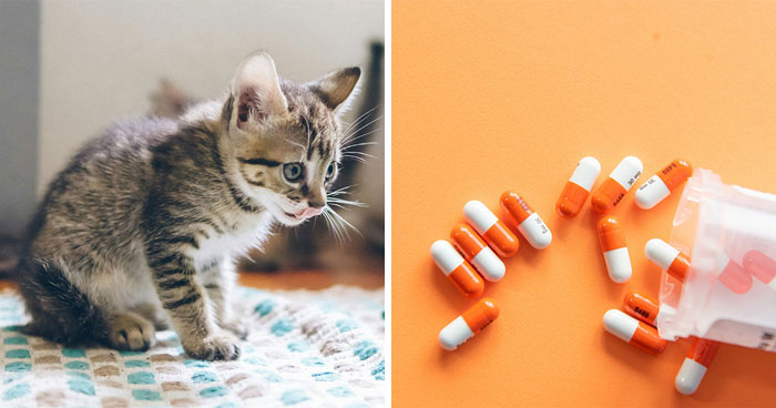 Kitten Has Diarrhea But Acts Normal: Causes, Symptoms, & When to Seek a Vet