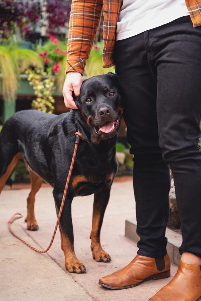 Rottweiler Bruce Enjoys Head Scratches From Dogdad During An On-Location Photoshoot In Auckland, New Zealand