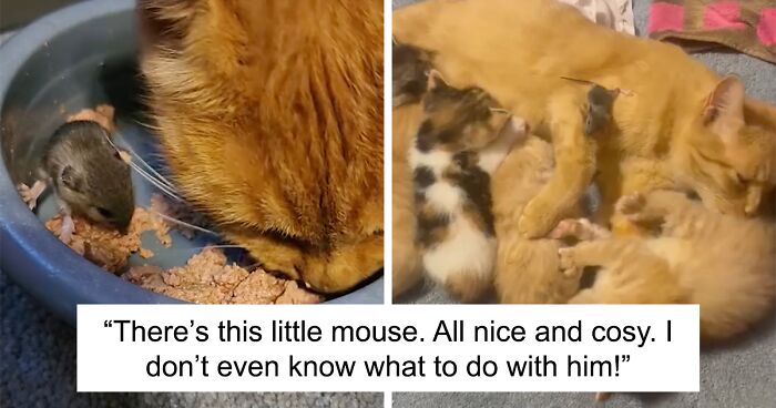 Touching Moment Mama Cat Adopts A Mouse As A Part Of Her Newest Litter