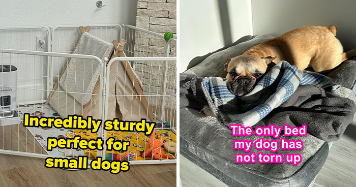 Amazon’s Having A Big Spring Sale: Here’s What Pet Owners Should Actually Buy