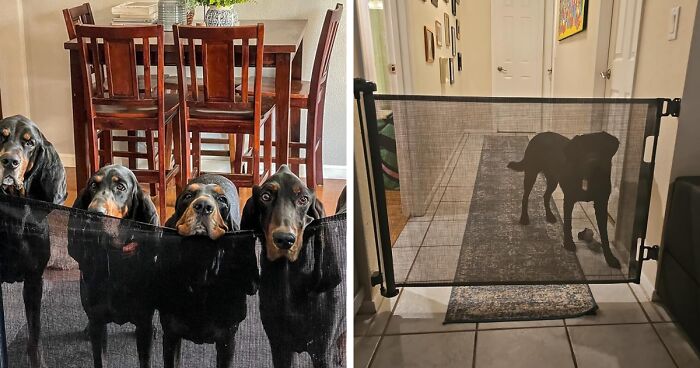 The Giant Dog Owner’s Survival Guide: 38 Essential Products To Solve Your Biggest Problems