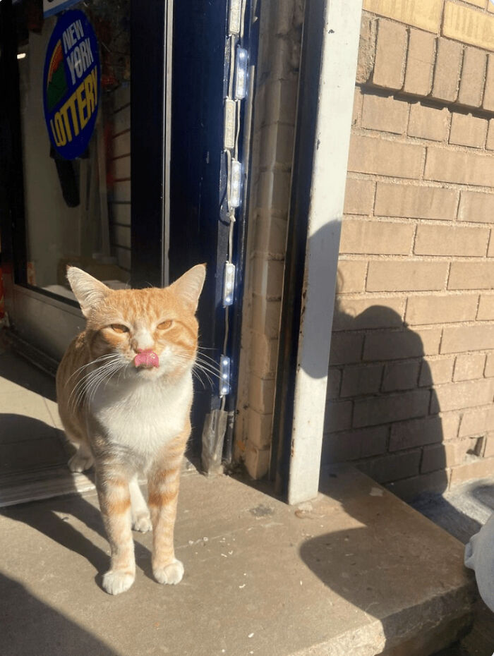 Abolishing Fines For Bodega Cats: Recognizing Their Important Role In New York City Abolishing Fines For Bodega Cats: Recognizing Their Important Role In New York City
