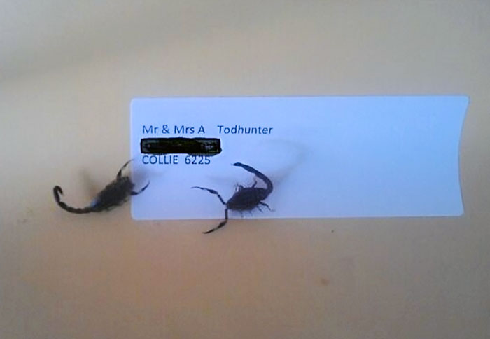 My Mate Brought In His Mail, And These Crawled Out