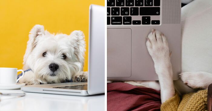 Top Online Veterinarian Services In 2024