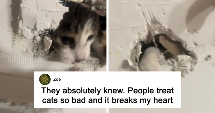 Woman Furious That Maintenance Crew Patched Her Cat Into The Wall, It Turns Out She’s Not Alone