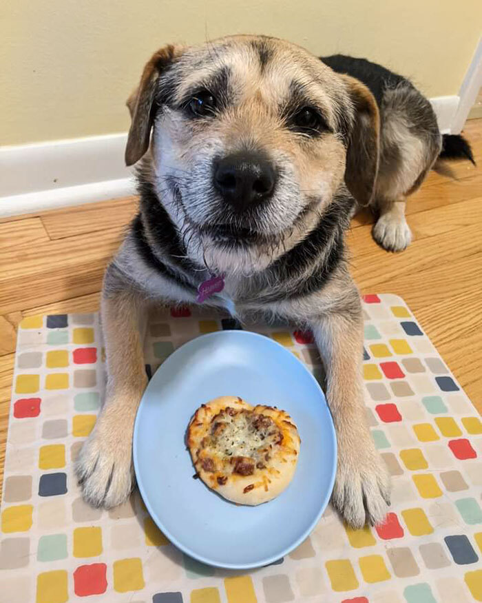 Happy Pi Day From My Dog, Heaven. She Enjoyed Her Very Own Dog-Friendly Pizza (Sausage And Pepperoni). She's Now Trying To Convince Me The Proper Way To Celebrate Was To Give Her 3.14 Pizzas