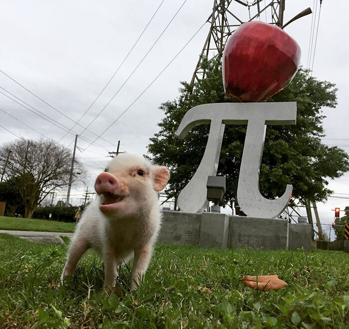 My Best Friend Hank Pretty Excited About Pi Day And Also Wondering If There's Any Actual Pie