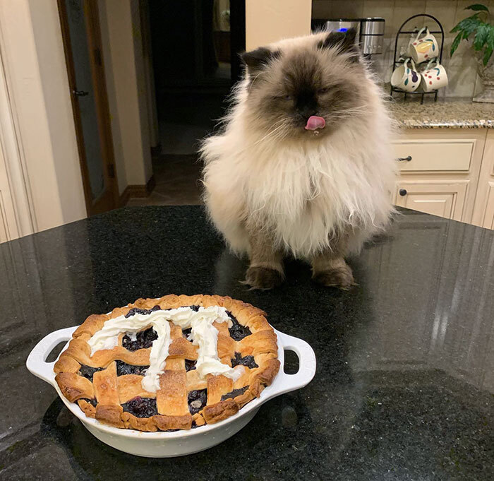 Happy Pi Day. I Just Tasted This Pie, And I Can Guarantee That It's Delicious