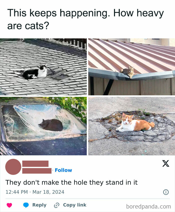 Cats Are So Dense