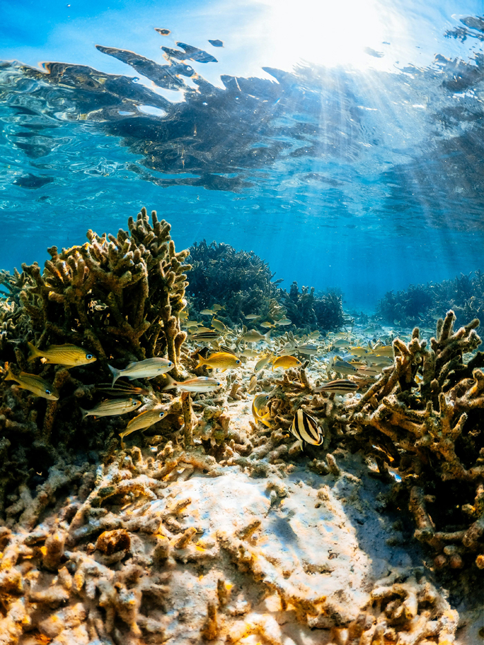 Full Recovery For A Lifeless Coral Reef Within 4 Years, Study Finds Full Recovery For A Lifeless Coral Reef Within 4 Years, Study Finds