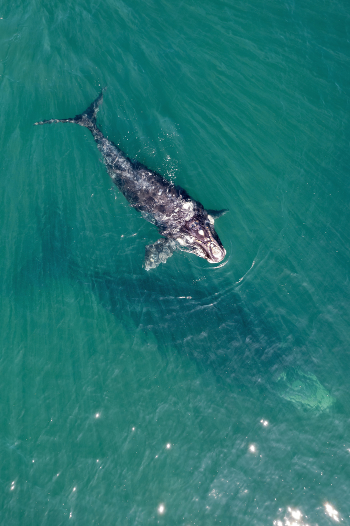 Whale Thought To Have Gone Extinct In The Atlantic Spotted Again After 200 Years Of Absence Whale Thought To Have Gone Extinct In The Atlantic Spotted Again After 200 Years Of Absence