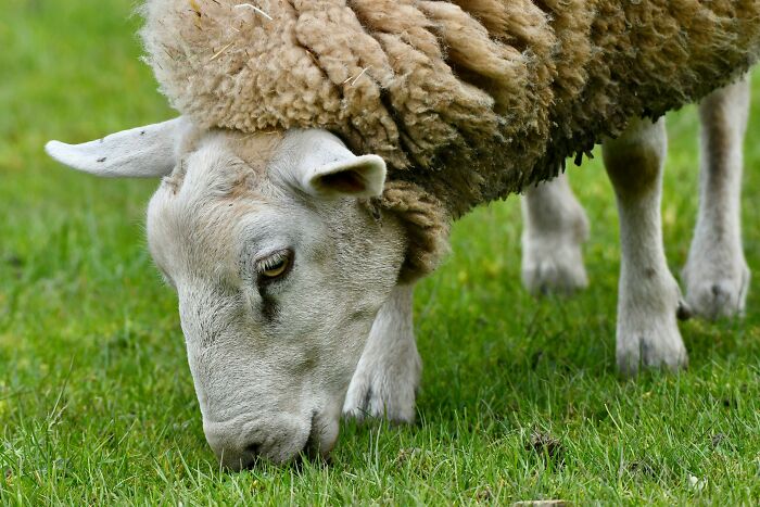 Man Faces Prison Time For Creating ‘Giant' Hybrid Sheep To Offer Bigger Hunting Trophies