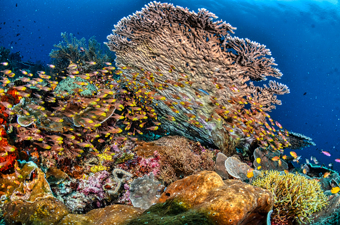 A New Discovery Tells That Restored Coral Reefs Can Grow At The Same Speed As Healthy Coral Reefs