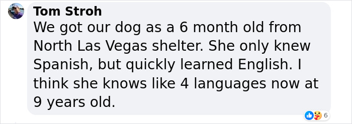 A Woman Discovers Hilarious Reason Why Her Newly Adopted Dog Kept Ignoring Her A Woman Discovers Hilarious Reason Why Her Newly Adopted Dog Kept Ignoring Her