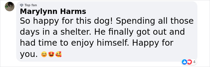 Adorable Video Showing Senior Dog Turning Into A Puppy Thanks To His New Owner Adorable Video Showing Senior Dog Turning Into A Puppy Thanks To His New Owner