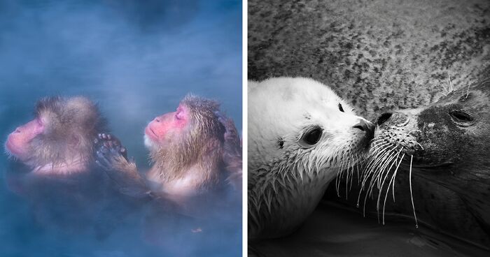 Moments Of Connection: My 10 Heartwarming Animal Photographs