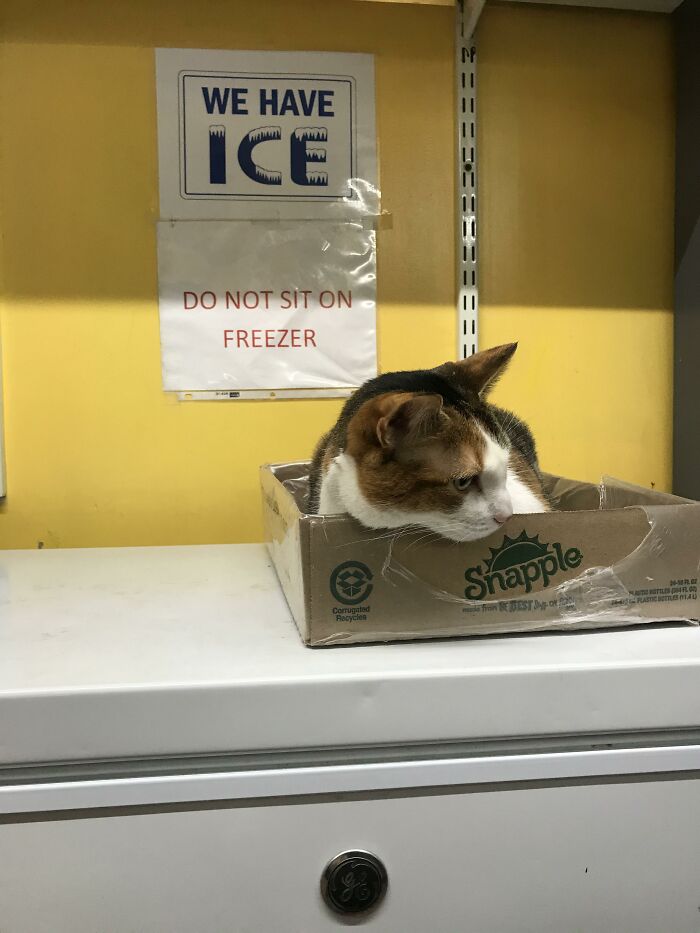 Abolishing Fines For Bodega Cats: Recognizing Their Important Role In New York City Abolishing Fines For Bodega Cats: Recognizing Their Important Role In New York City