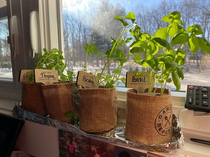 Nurture Your Green Thumb With Indoor Herb Garden Starter Kit