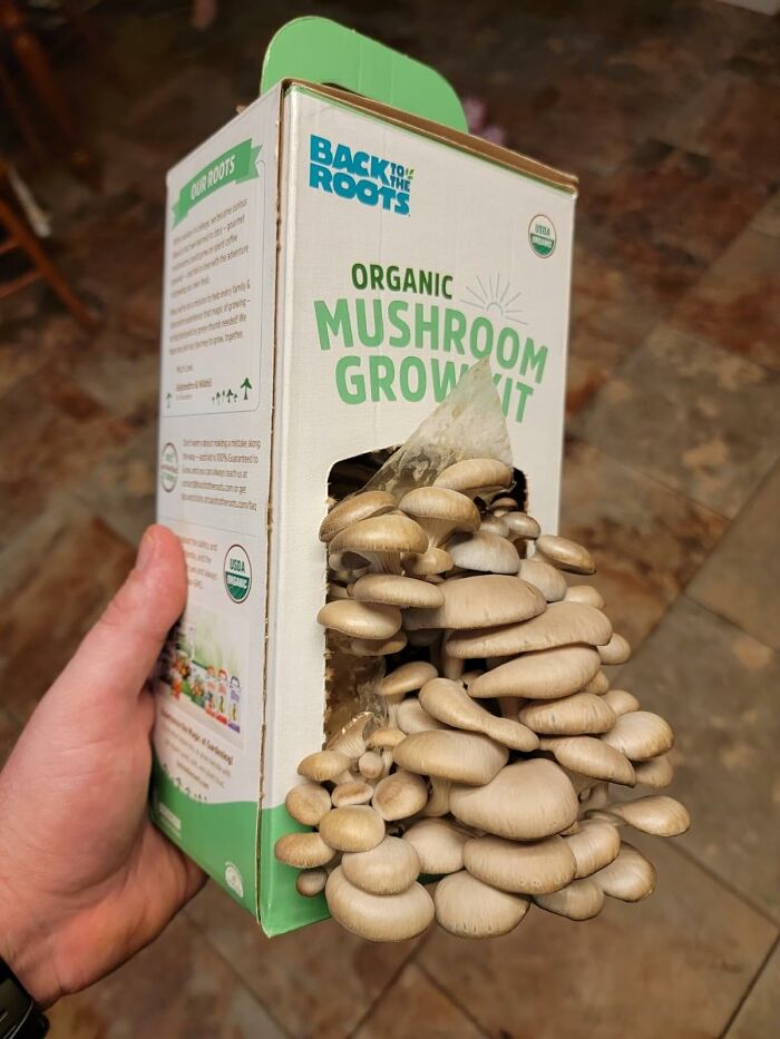 Embark On A Fun And Educational Journey With An Organic Mushroom Growing Kit