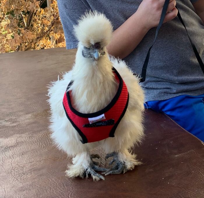 Take Your Hen For A Stroll With A Chicken Harness: A Fun And Safe Way To Bond With Your Feathered Friend