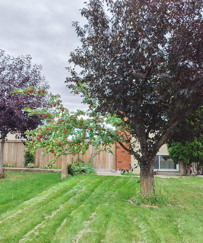 This Tree In My Neighborhood Has 1 Branch Of An Apple Tree And The Rest Is A Normal Tree