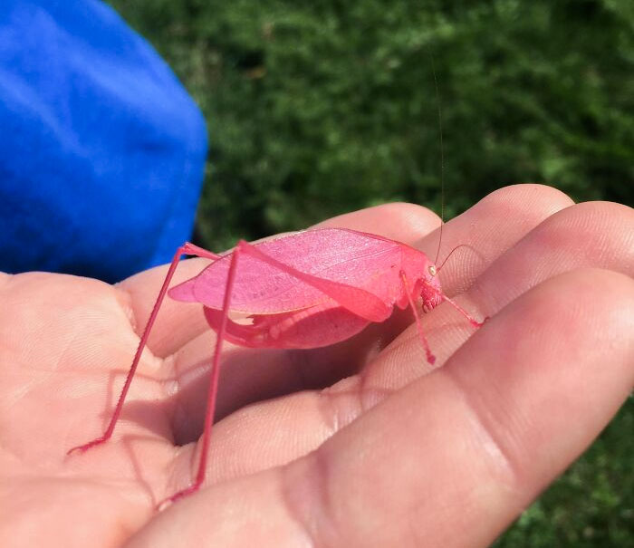 I Was Mowing My Lawn And Came Across This Pink Grasshopper