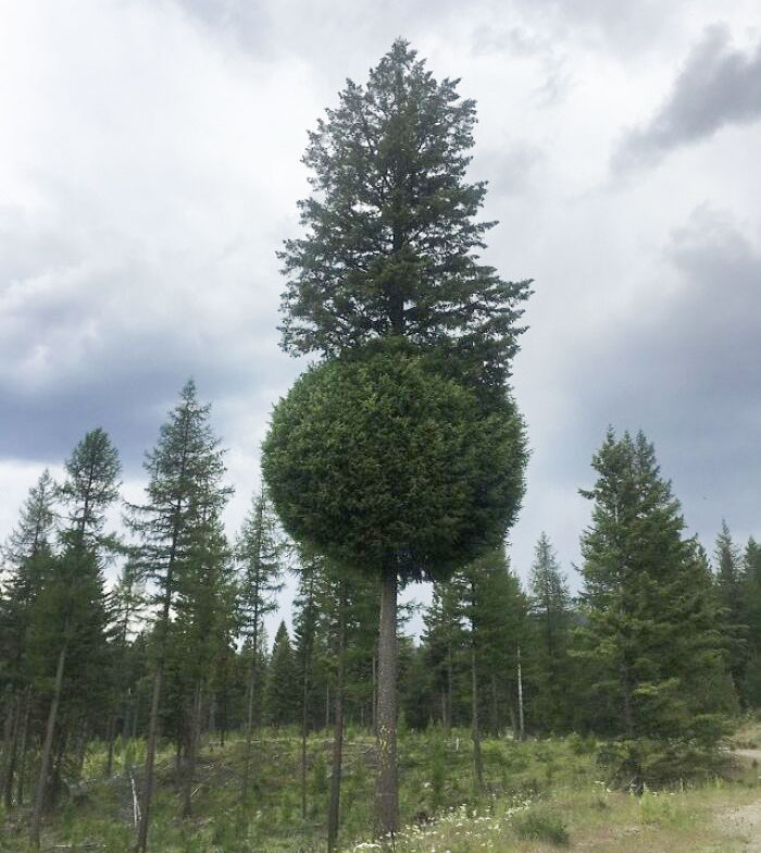 This Weird Tree I Found In Northeast Washington