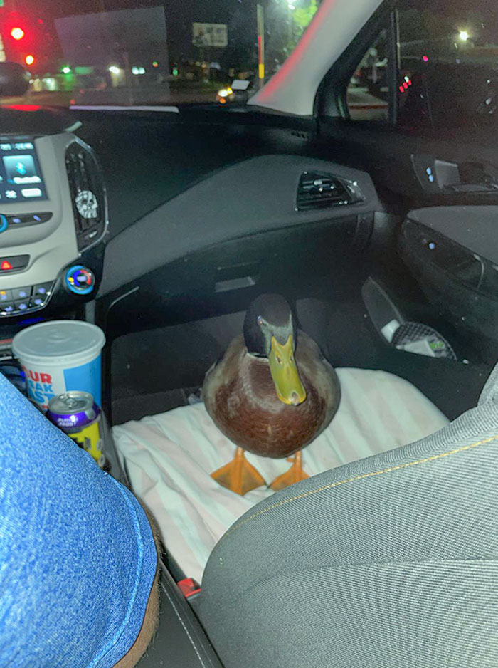 El uber de anoche tenía un pato