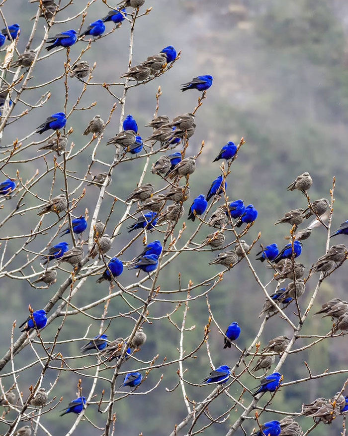 Grandala Birds. While Females Are Brown With White Streaks All Over The Head, Males Are Almost Eye-Searing Blue